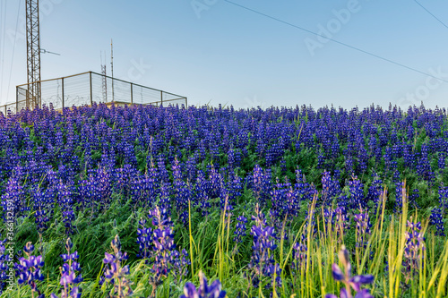 fence in a lupin purple flowers meadow in Jerusalem Israel 