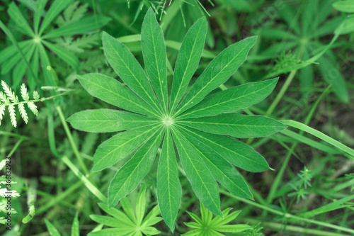 lupine leaf in the field. green background