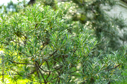 sea buckthorn tree close up in spring