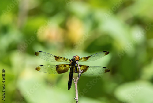 Widow Skimmer Dragonfly on twig with wings spread wide