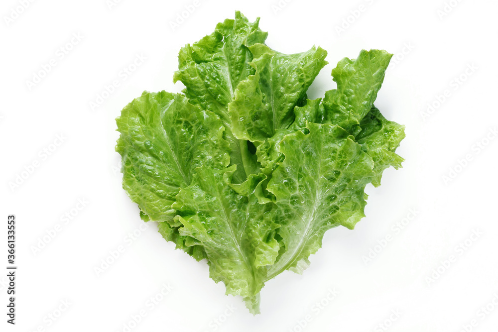 Salad Leaves Isolated on White Background Salad Leaves Isolated on White Background