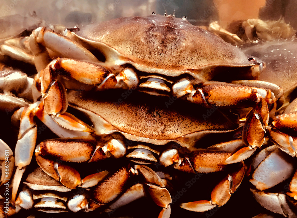 Local Dungeness crabs on a market stall aquarium in Ferry Building, San Francisco, California, USA. Local Dungeness crabs on a market stall aquarium in Ferry Building, San Francisco, California, USA.