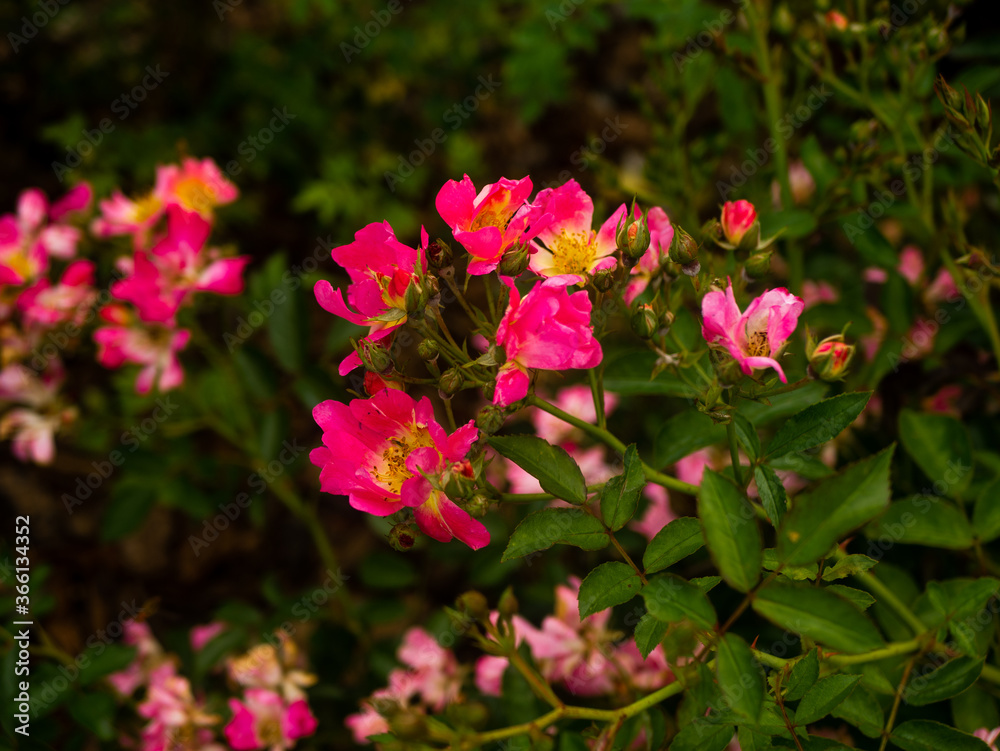 Flowers in the botanical garden in Radzionków. Free space for entry ready. Flowers in the botanical garden in Radzionków. Free space for entry ready.