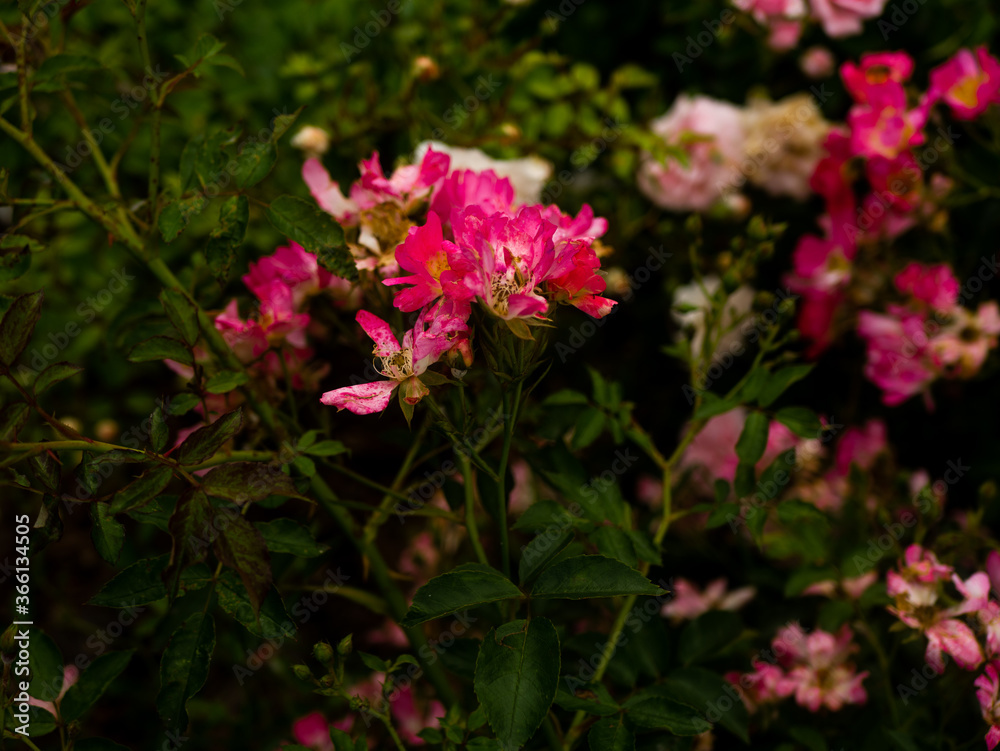 Flowers in the botanical garden in Radzionków. Free space for entry ready. Flowers in the botanical garden in Radzionków. Free space for entry ready.