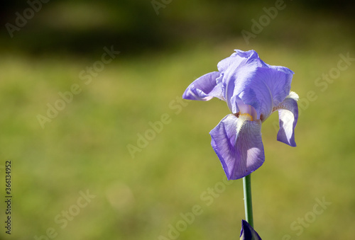 The Iris plants are sometimes known as flags and are popular garden flowers. It is a perennial plant with  long, erect flowering stems. This single lavender beauty grew in Missouri. photo