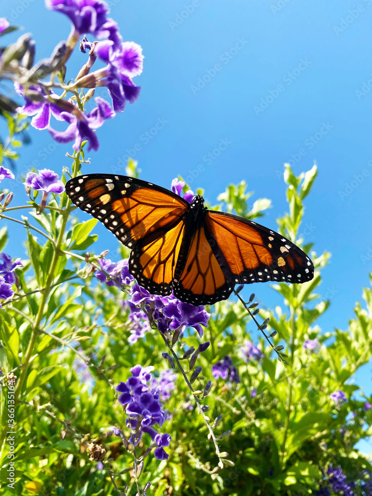 Fototapeta premium Butterfly Wingspan 