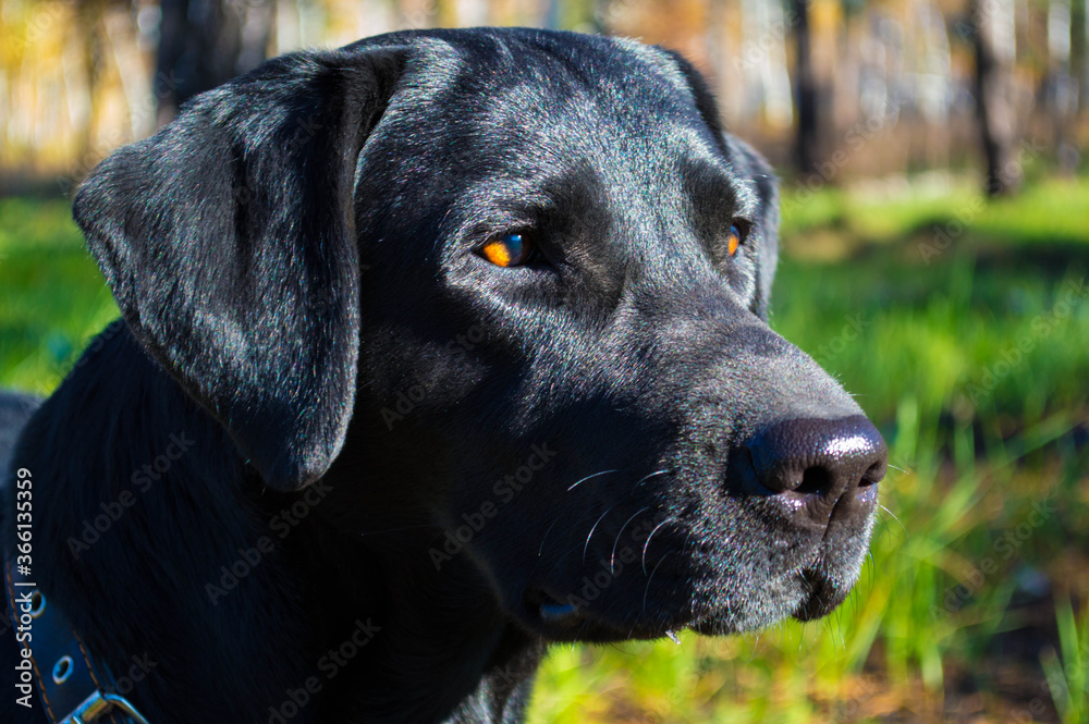 portrait of a black labrador
