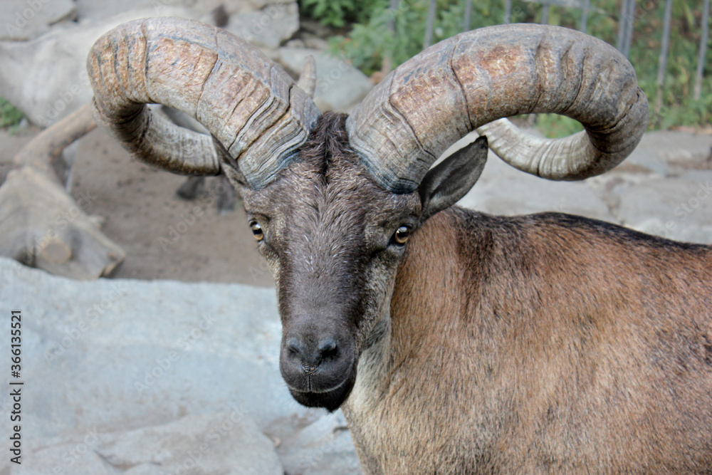 Portrait of argali mountain sheep with large curved horns