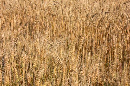 the background of a Golden wheat field