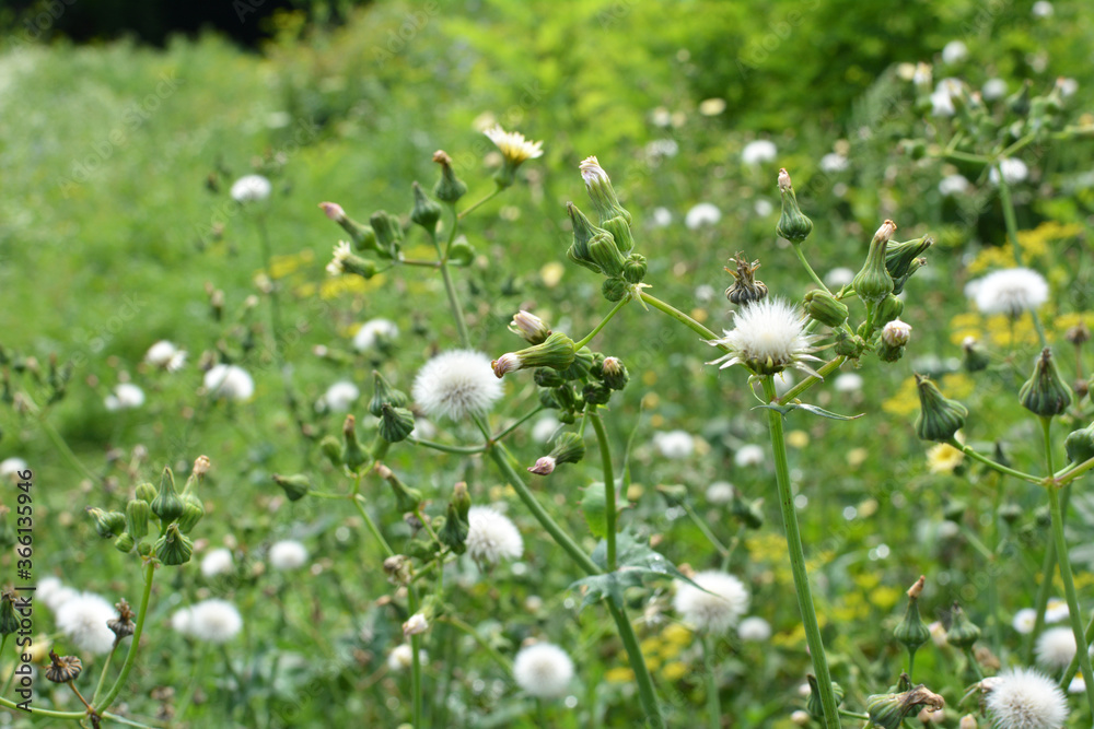 Yellow thistle (Sonchus asper) grows in nature. Yellow thistle (Sonchus asper) grows in nature.