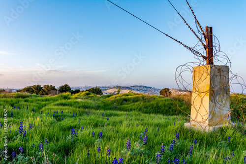 Barb wire fence in a lupin purple flowers meadow in Jerusalem Israel 