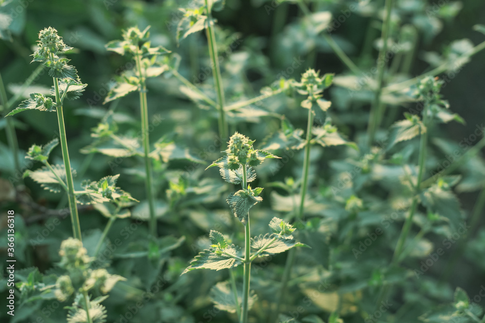 Abstract natural background with inflorescences and mint leaves Abstract natural background with inflorescences and mint leaves