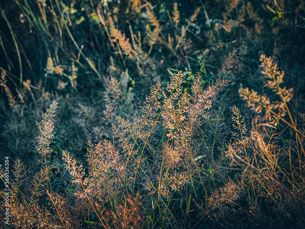 grunge background with grass grunge background with grass