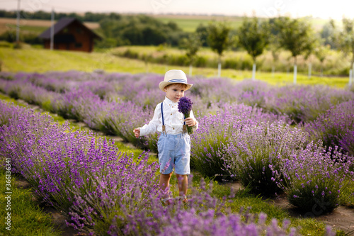 Fototapeta Naklejka Na Ścianę i Meble -  Little boy walking on a lavender field. In a stylish hat.