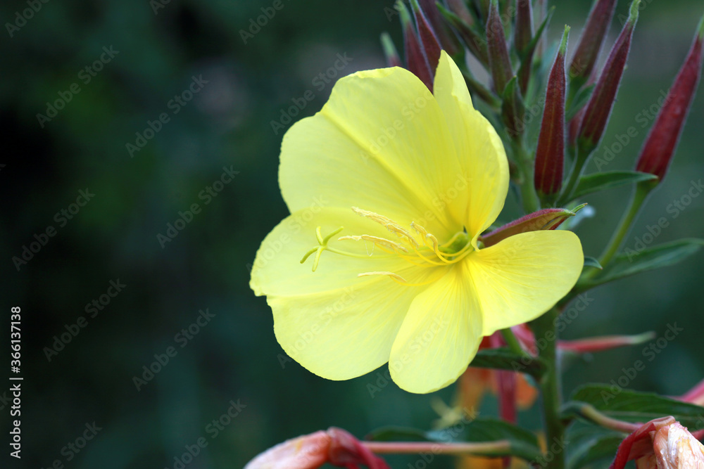 Fototapeta premium redsepal evening primrose, Oenothera glazioviana