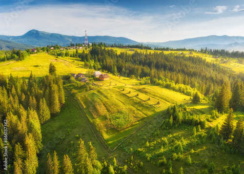 Aerial view of beautiful small village in Carpathian mountains at sunset in summer. Colorful landscape with green meadows  houses with gardens  pine trees  cloudy sky. Top view of mountain countryside