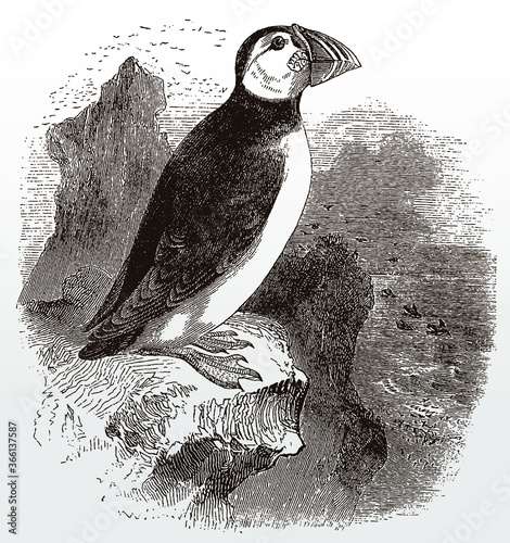 Threatened Atlantic puffin, fratercula arctica in side view sitting on a cliff by the sea, after an antique illustration from the 19th century