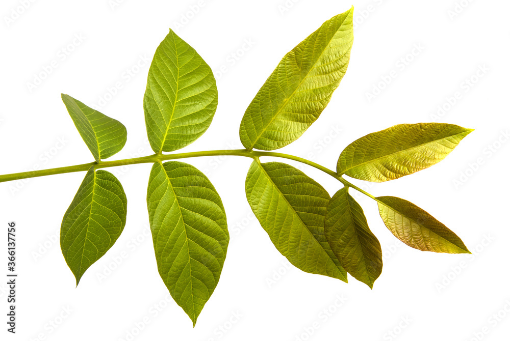 green walnut leaves on white background