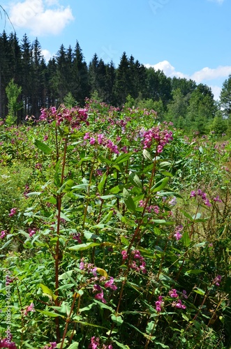 Fototapeta Naklejka Na Ścianę i Meble -  Der Wald blüht im Sommer
