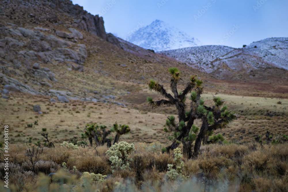 Fototapeta premium Joshua trees in a cold desert
