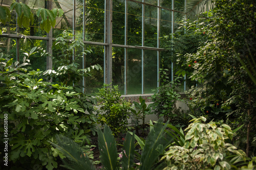 Valokuva Beautiful old city greenhouse in the park with tropical plants