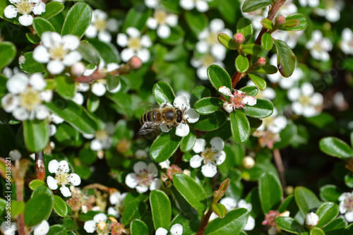 コトネアスター・ホリゾンタリス(Cotoneaster horizontalis)