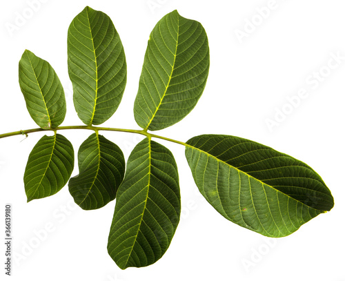 green walnut leaves on white background