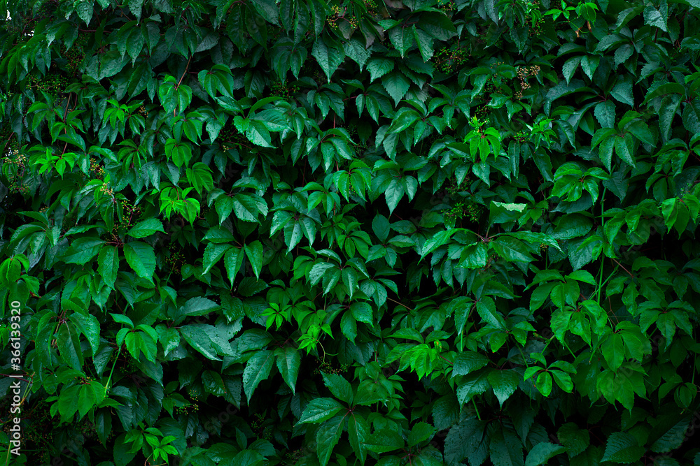 Green leaves of decorative grape, ivy as plant background Green leaves of decorative grape, ivy as plant background