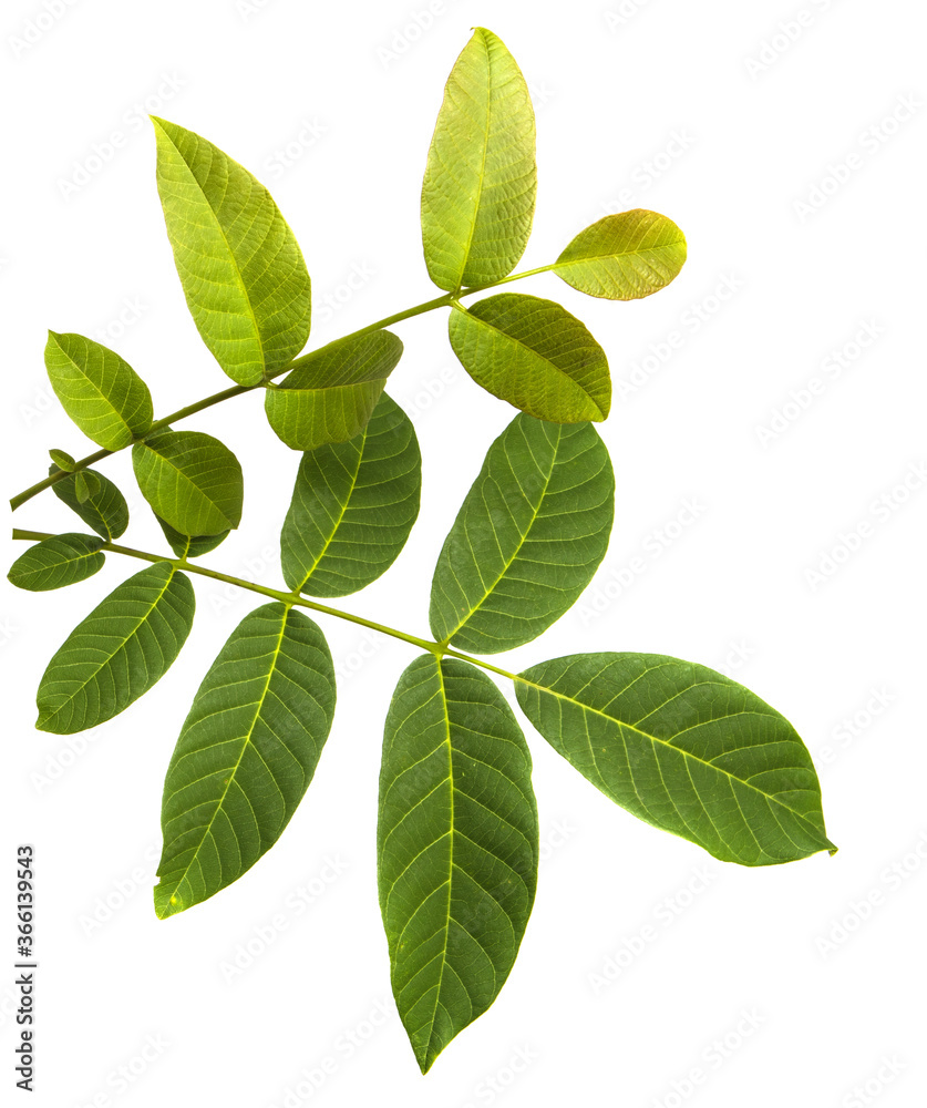 green walnut leaves on white background green walnut leaves on white background