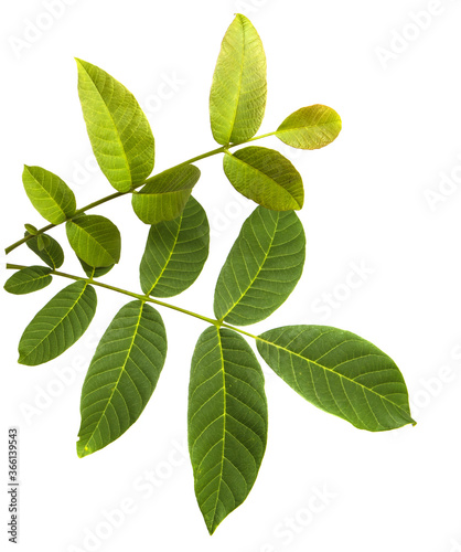 green walnut leaves on white background