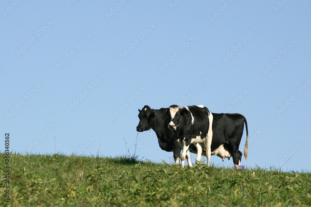 Fototapeta premium Cows in pasture