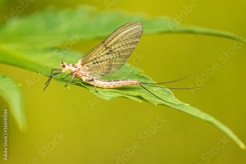 Macro photo. The common mayfly insect warms itself on a green leaf.