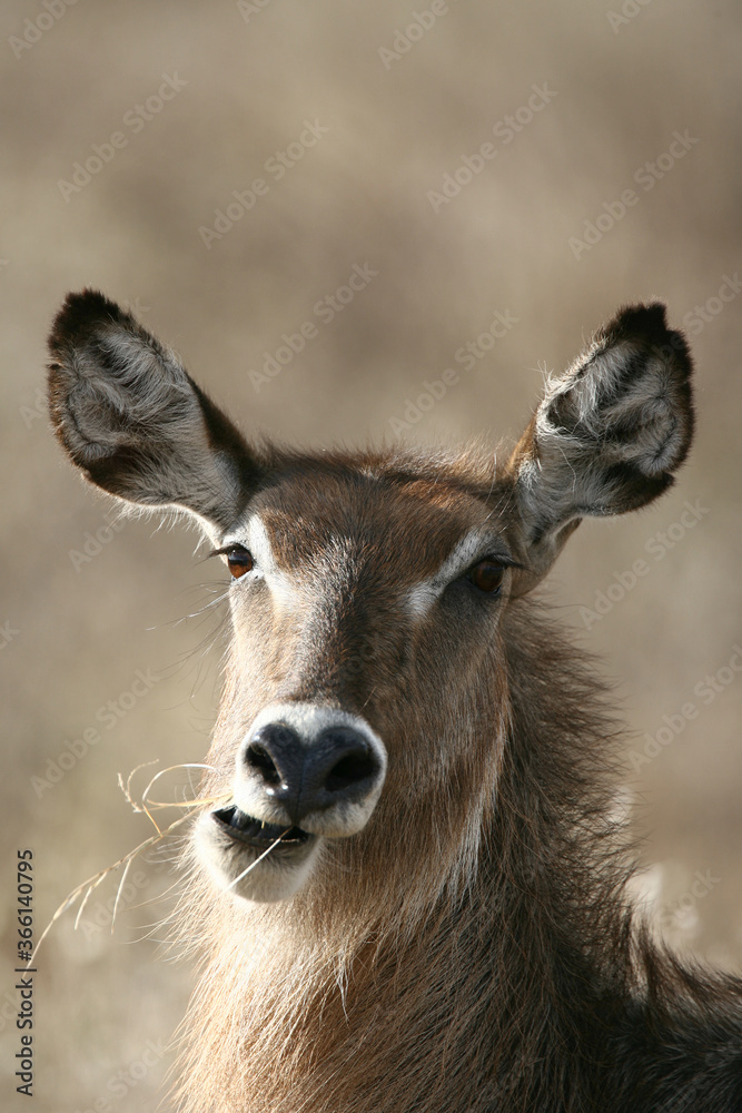 Waterbuck antelope in Kenya , East Africa