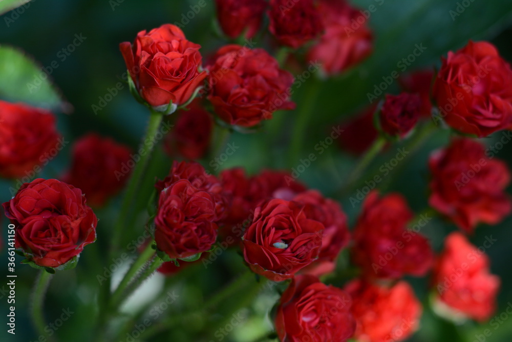 Bush of small red decorative roses close up Bush of small red decorative roses close up