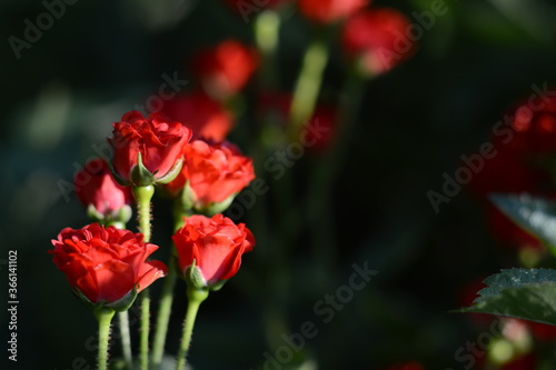 A bush of miniature roses in the rays of the evening sun