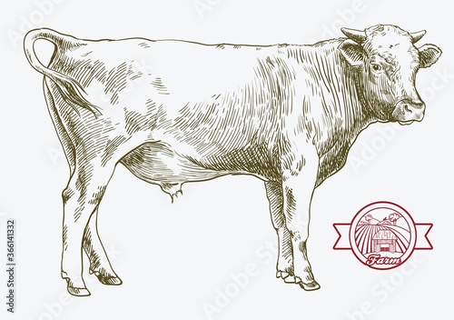 breeding cow. animal husbandry. livestock illustration on a white