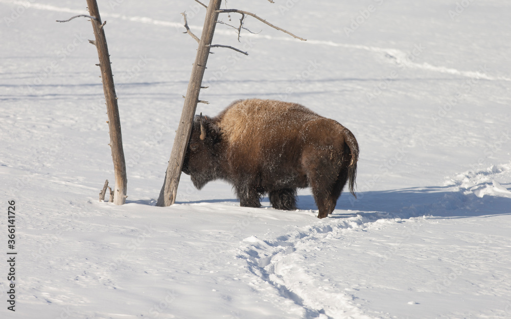 American Bison in Yellowstone national park American Bison in Yellowstone national park