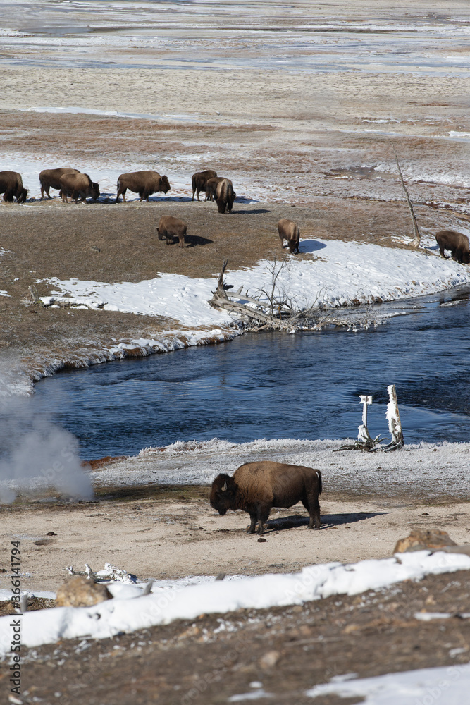 American Bison in Yellowstone national park American Bison in Yellowstone national park