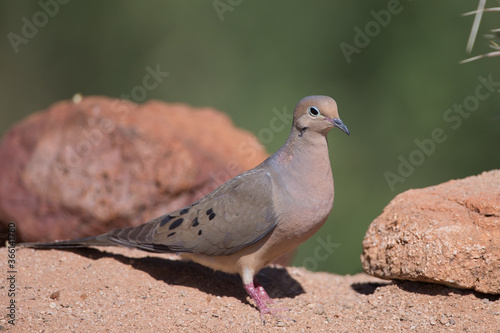 Mourning Dove near pond