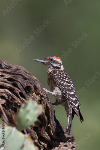 Male Ladder-backed Woodpecker © Dennis Donohue