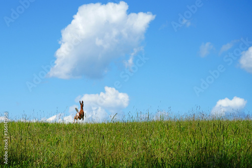 Landscape view of a wild fawn in a field in summer in Bucks County, Pennsylvania