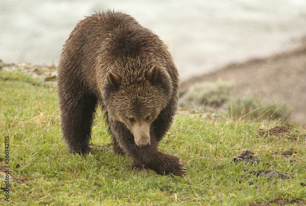 Obraz premium Young Grizzly Bear on the shore of Yellowstone Lake in Spring