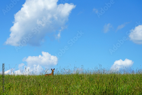 Landscape view of a wild fawn in a field in summer in Bucks County, Pennsylvania