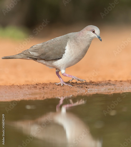 White-tipped Dove near water	 photo