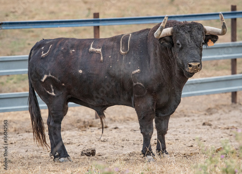 un toro con marcado con el número cuarenta en su piel