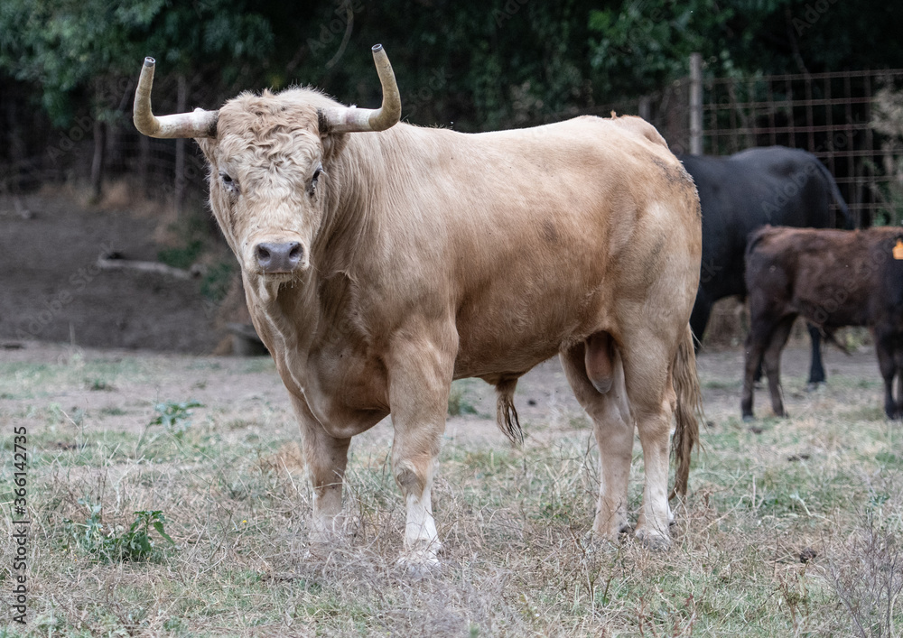 un musculoso toro blanco