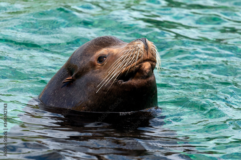 Fototapeta premium California Sea Lion Surfaces - A California sea lion pokes its head above the surface of the water while swimming at a zoo.