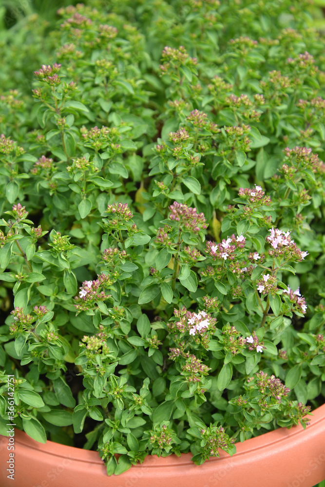 Thyme creeping (thyme ordinary, Bogorodsk, bogoroditsky grass) (Thymus serpyllum L.). Background from flowering plants Thyme creeping (thyme ordinary, Bogorodsk, bogoroditsky grass) (Thymus serpyllum L.). Background from flowering plants