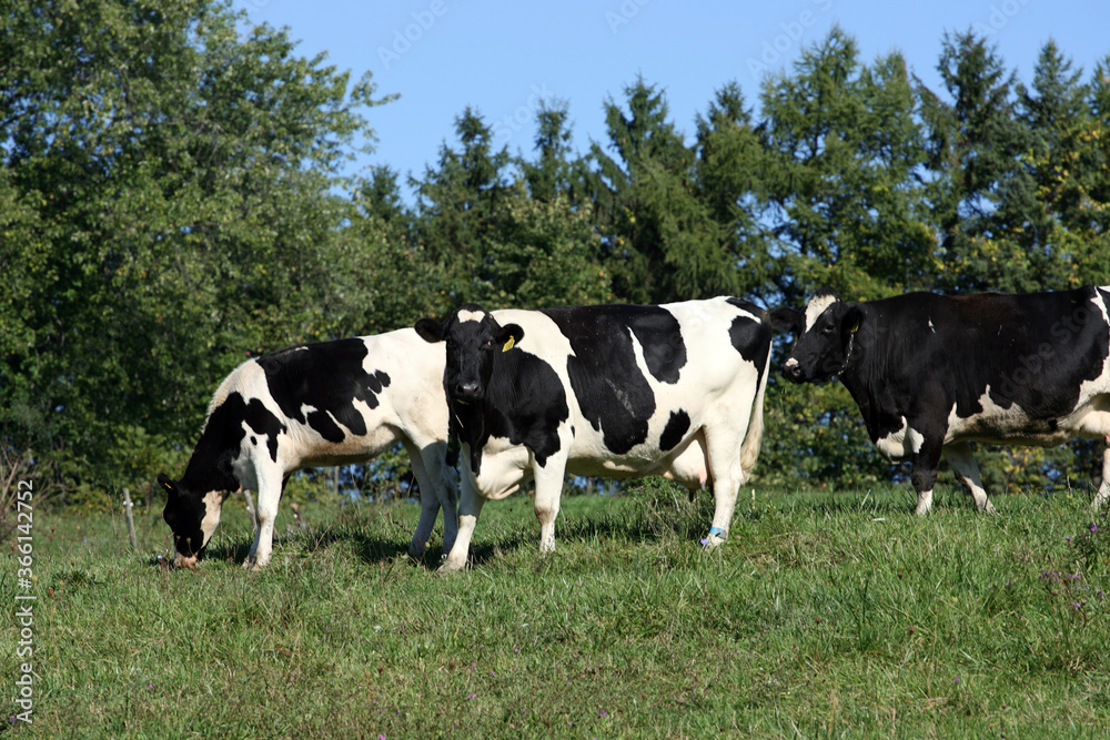 Diary Cows in pasture