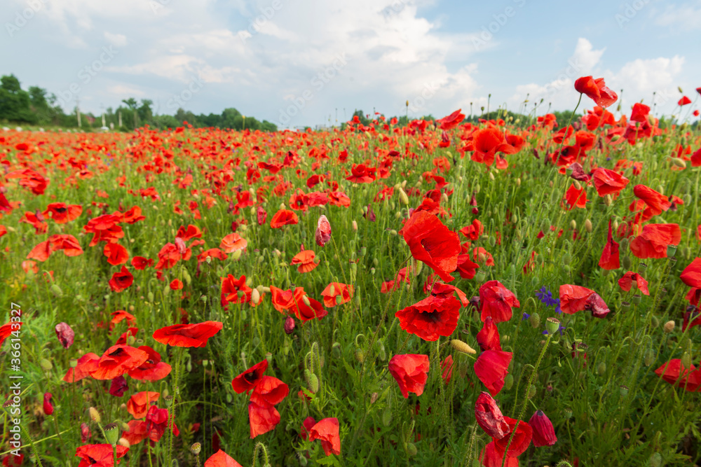 Obraz premium Colorful field of red poppies and wildflowers.